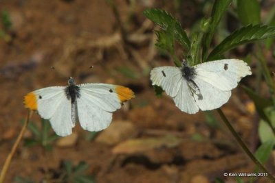 Falcate Orangetip pair, Cherokee WMA, OK, 4-20-10, JL 2554.jpg