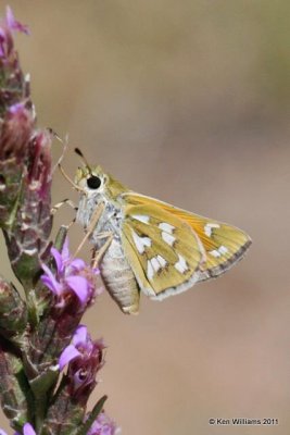 :Green Skipper: