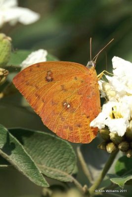 Orange-barred Sulphur