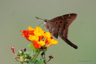 Longtail Skippers