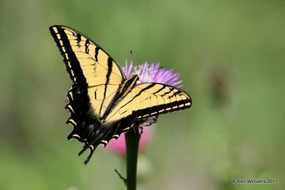 Two-tailed Swallowtail, Ft. Huachuca, AZ, 8-15-08 JL 6449.jpg