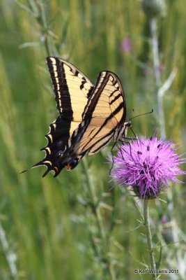 Two-tailed Swallowtail, Russler Park, AZ, 8-18-09, RL 1048.jpg