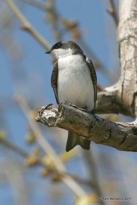 Tree Swallow, Tenkiller Lake, OK, 4-2-11, Ja 6093.jpg