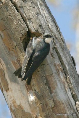 Tree Swallow, Tenkiller Lake, OK, 4-2-11, Ja 6119.jpg
