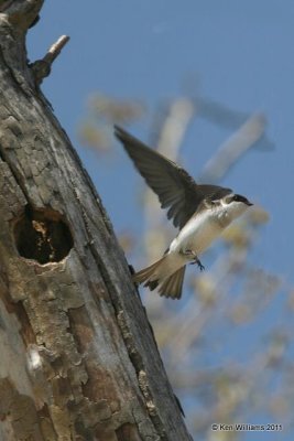 Tree Swallow, Tenkiller Lake, OK, 4-2-11, Ja 6121.jpg