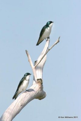 Tree Swallow, Tenkiller Lake, OK, 4-2-11, Ja 6146.jpg