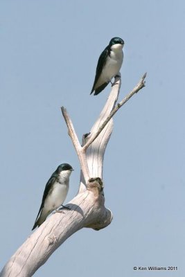 Tree Swallow, Tenkiller Lake, OK, 4-2-11, Ja 6147.jpg