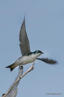 Tree Swallow, Tenkiller Lake, OK, 4-2-11, Ja 6171.jpg
