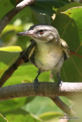 Black-whiskered Vireo