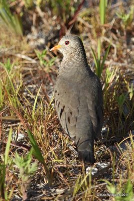 Common Ground Dove