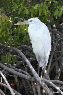Great White Heron