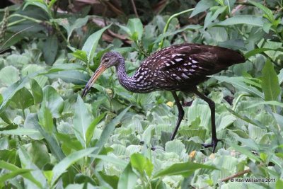 :Limpkin:
