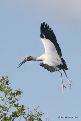 Wading Birds - Herons, Egrets, Ibis, Bitterns, Spoonbill & Stork