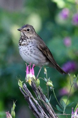 Swainson's Thrush
