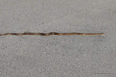 Yellow Rat Snake, Canaveral National Seashore, FL, 4-16-11, Ja 7203.jpg