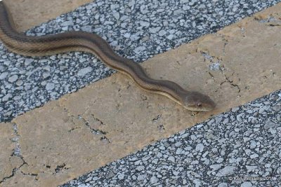 Yellow Rat Snake, Canaveral National Seashore, FL, 4-16-11, Ja 7209.jpg