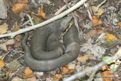 Western Cottonmouth, Red Slough, McCurtain Co, OK, 7-12-11, Ja 4953.jpg