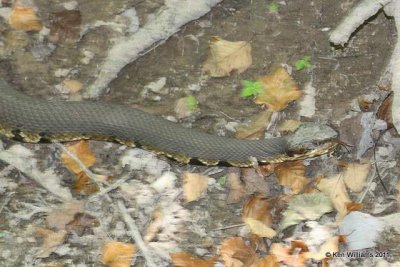 Western Cottonmouth, Red Slough, McCurtain Co, OK, 7-12-11, Ja 4959.jpg