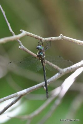 Ozark Emerald, road to Lynn Mountain, LeFlore Co, OK, 7-11-11, Ja 4279.jpg