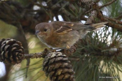 Pine Warbler fledgling, road to Lynn Mountain, LeFlore Co, OK, 7-11-11, Ja 4216.jpg