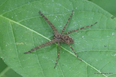 Spider, Narrows, Mt Fork River, McCurtain Co, OK, 7-11-11, Ja 4382.jpg