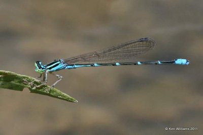 Stream Bluet, Narrows, Mt Fork River, McCurtain Co, OK, 7-11-11, Ja 4330.jpg