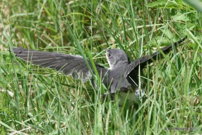 Tree Swallow fledgling, Red Slough, McCurtain Co, OK, 7-12-11, Ja 4758.jpg
