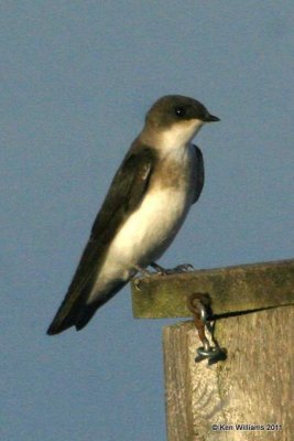 Tree Swallow fledgling, Red Slough, McCurtain Co, OK, 7-13-11 Ja 5239.jpg