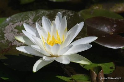 Water Lily, Red Slough, McCurtain Co, OK, 7-12-11, Ja 4789.jpg