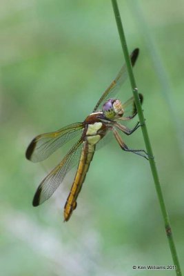 Yellow-sided Skimmer female, old Forest Service Rec area, McCurtain Co, OK, 7-12-11, Ja 5029.jpg