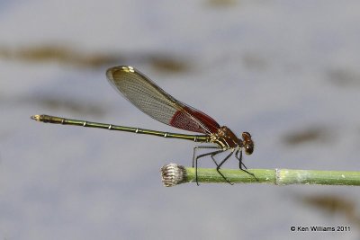 Broad-winged Damselflies