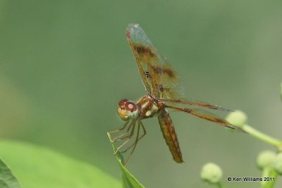 Amberwings