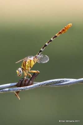g4/98/983098/3/136966737.yiQQv25e.jpg