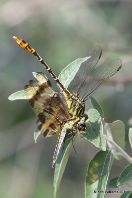 :Flag-tailed Spinyleg: