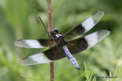 :Widow Skimmer: