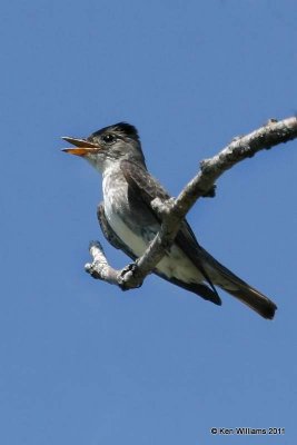 Olive-sided Flycatcher