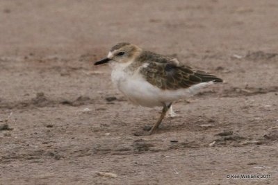 : Mountain Plover:
