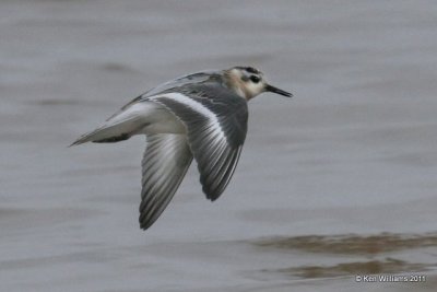 Salt Plains National Wildlife Refuge - Sept 2011