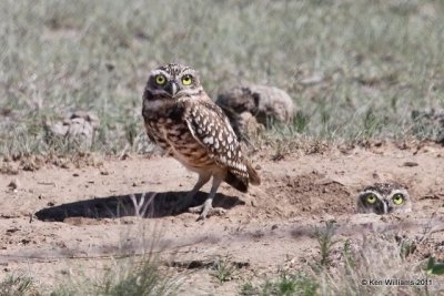 :Burrowing Owl: