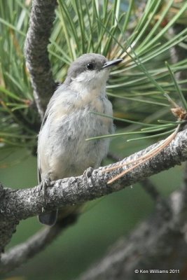 Pygmy Nuthatch, Wild Basin, Rocky MT NP, CO, 8-28-11, Ja 8686.jpg