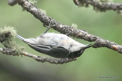 Pygmy Nuthatch, Wild Basin, Rocky MT NP, CO, 8-28-11, Ja 8714.jpg