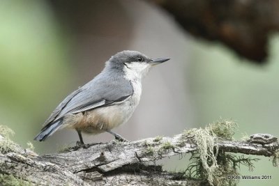 Pygmy Nuthatch, Wild Basin, Rocky MT NP, CO, 8-28-11, Ja 8742.jpg