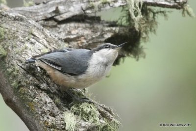 Pygmy Nuthatch, Wild Basin, Rocky MT NP, CO, 8-28-11, Ja 8745.jpg