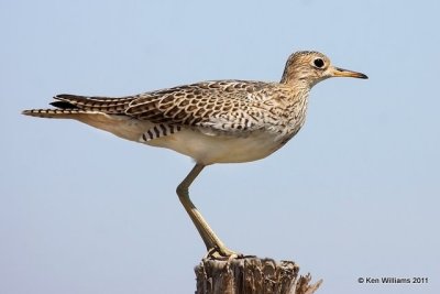 Upland Sandpiper, SE Colorado, 8-25-11, Ja 5223.jpg