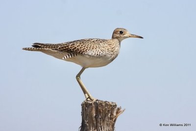 Upland Sandpiper, SE Colorado, 8-25-11, Ja 5227.jpg