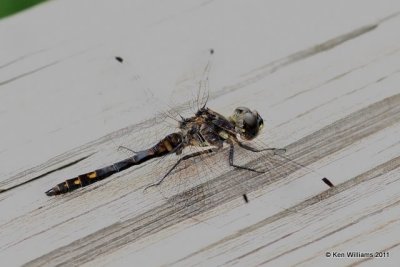 Colorado Dragonflies and Damselflies Aug-Sept 2011