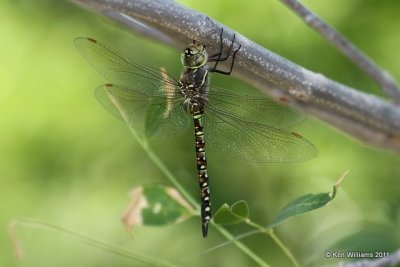 Blue-eyed Darner female, Below Optima Dam, Texas Co, OK, 8-23-11, Ja 4576.jpg