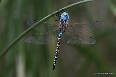 Blue-eyed Darner male, Lake Etling, OK 8-24-11, Ja 4768.jpg