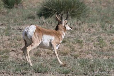 Pronghorn Antelope, SE, CO, 9-4-11 Ja 0712.jpg