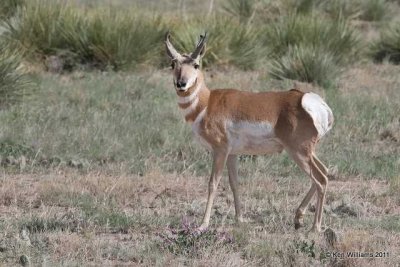 Pronghorn Antelope, SE, CO, 9-4-11 Ja 0714.jpg